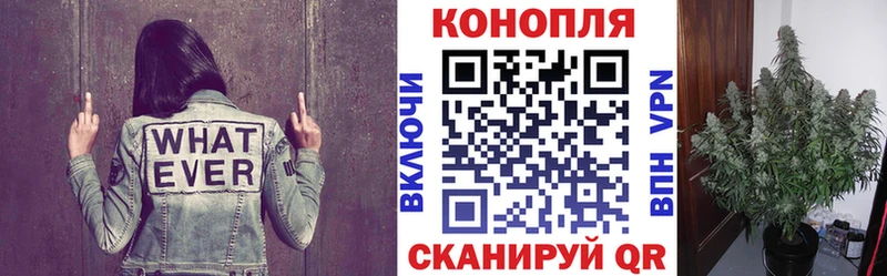 Бошки Шишки сатива  Жиздра 